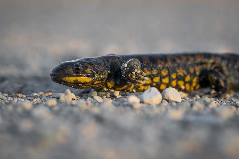 Salamander