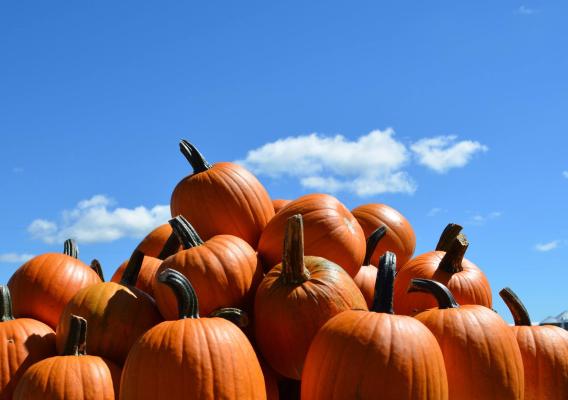 Pile of pumpkins